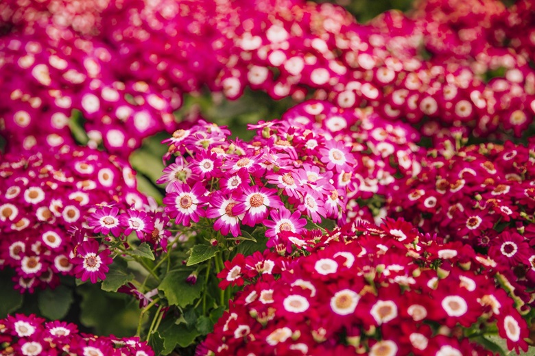 Beautiful bush with bright pink cineraria flowers