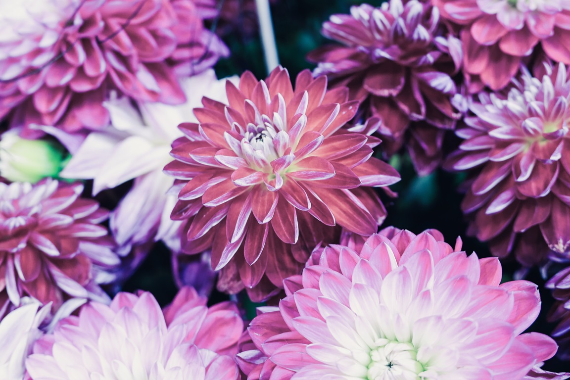 Closeup of beautiful flower composition with colorful dahlia flowers