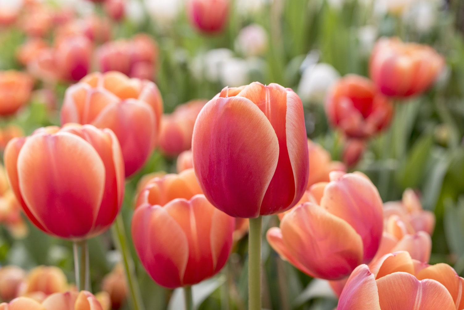 Red and orange tulips in flowerbed during springtime